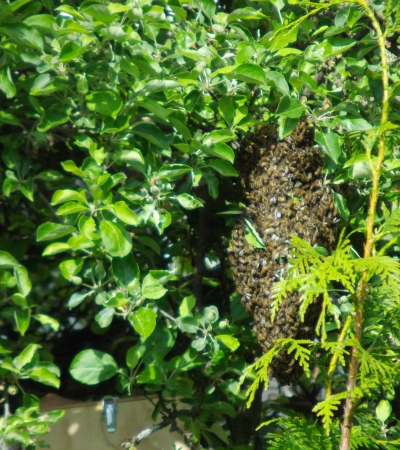 Bienenprodukte