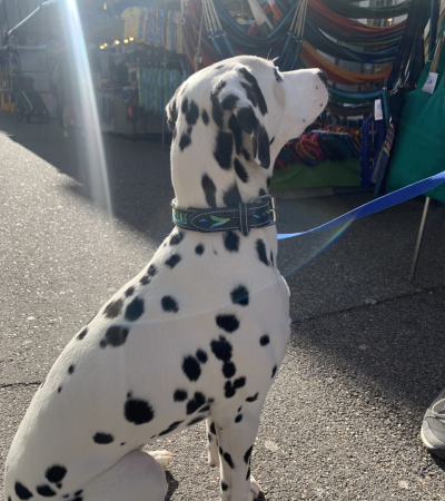 Hundehalsbänder